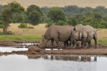 KE1-NB086A2304
