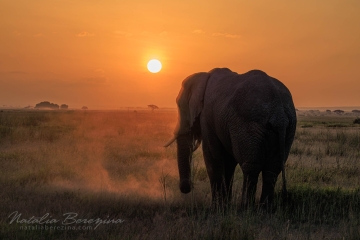 Kenya, Africa - Landscape, Nature and Cityscape Photography - Natalia Berezina Photography