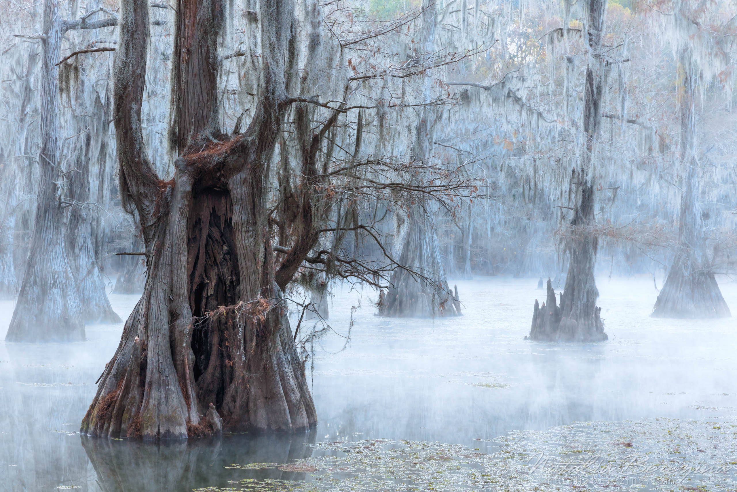 Natalia Berezina Photography