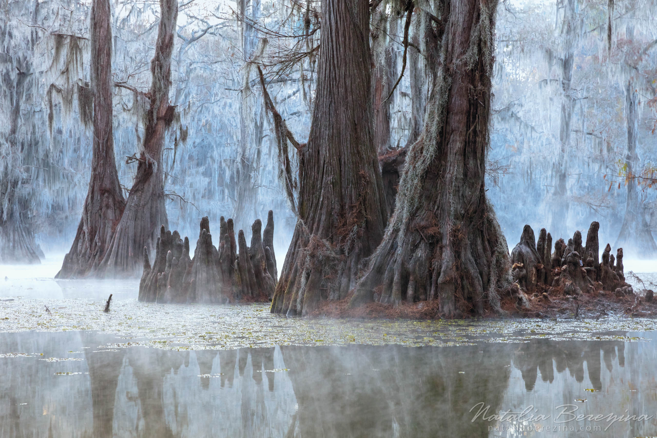 Natalia Berezina Photography