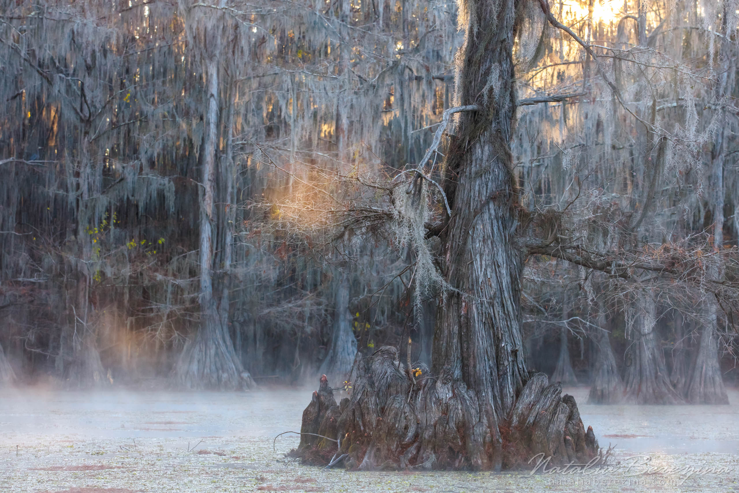 Natalia Berezina Photography