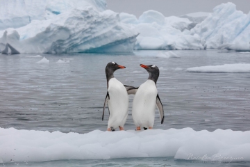 Penguin stories, Antarctica   - Landscape, Nature and Cityscape Photography - Natalia Berezina Photography