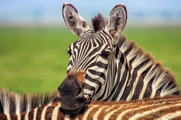 Tanzania, Africa - Landscape, Nature and Cityscape Photography - Natalia Berezina Photography